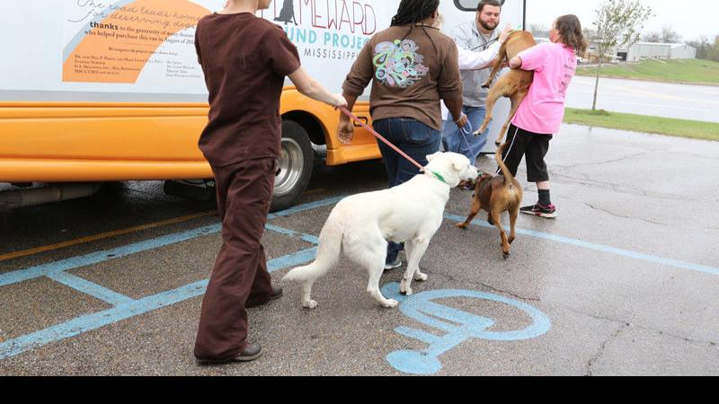 Homeward Bound 57 Dogs Take 1 000 Mile Trip To Pennsylvania News Djournal Com