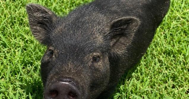 The story of the pig that fled Fulton’s Freedom Fest to escape smooching a city official