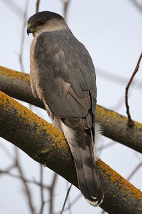 Hawks ~ These birds of prey have long been sacred to cultures all over the  world. Hawks…