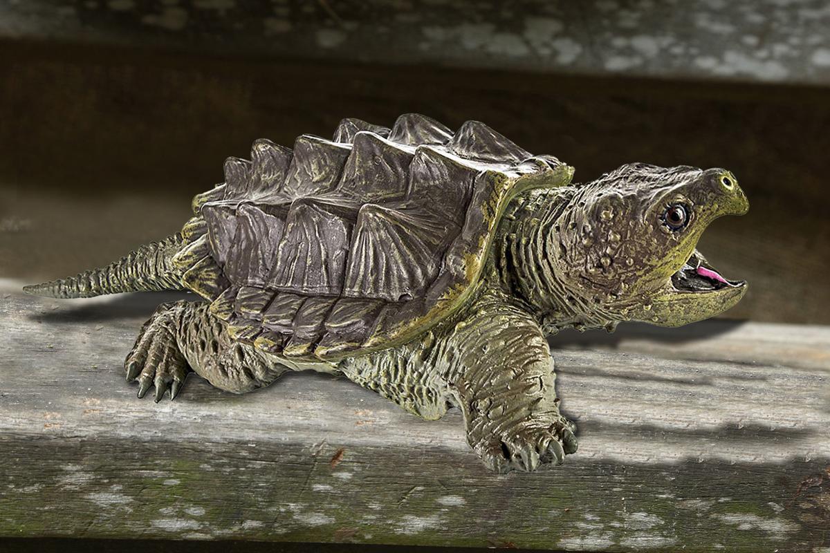 Get Wallpaper Earth Lady Soup Aside Alligator Snapping Turtles Now Protected HD