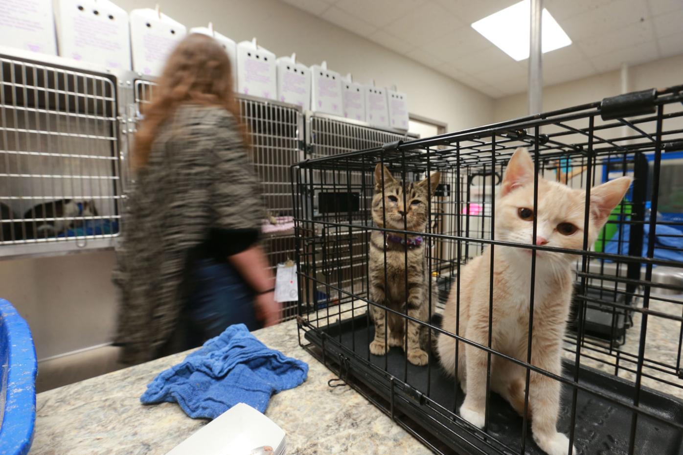 After overcrowding situations, cats finding new homes through the Animal  Rescue League of Boston