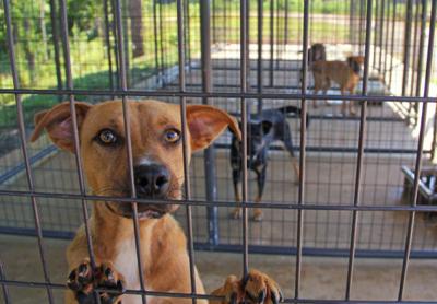 Online criticism sparks changes to Fulton animal pound | Itawamba-county |  