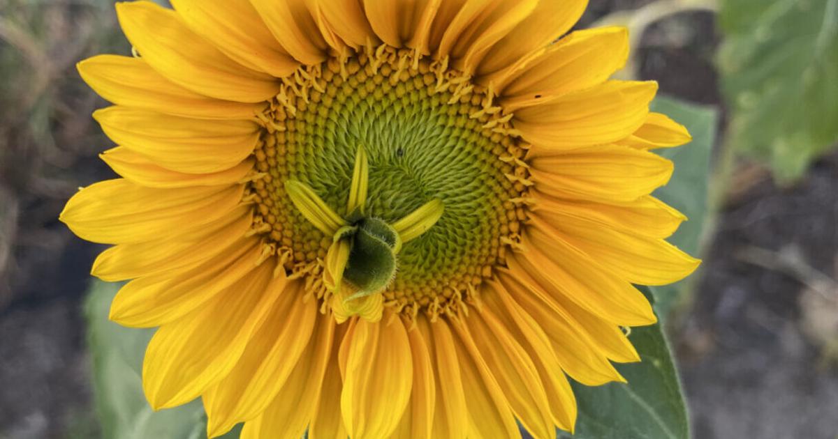 SOUTHERN GARDENING: How to sow sunflowers in successful succession ...