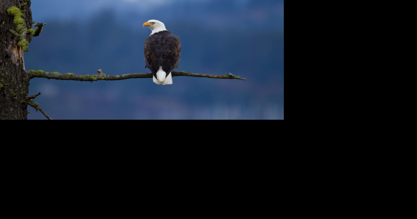Bald eagle populations a great success story, photo subject