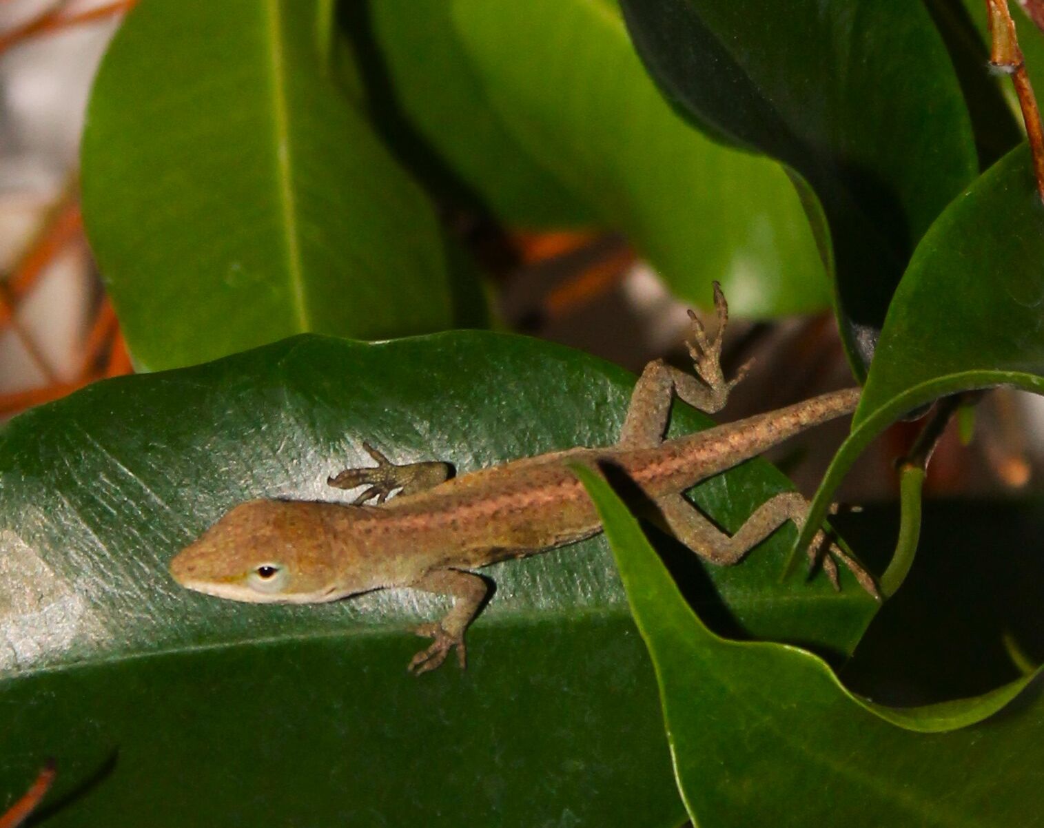 Great pets for children Green Anoles Living djournal