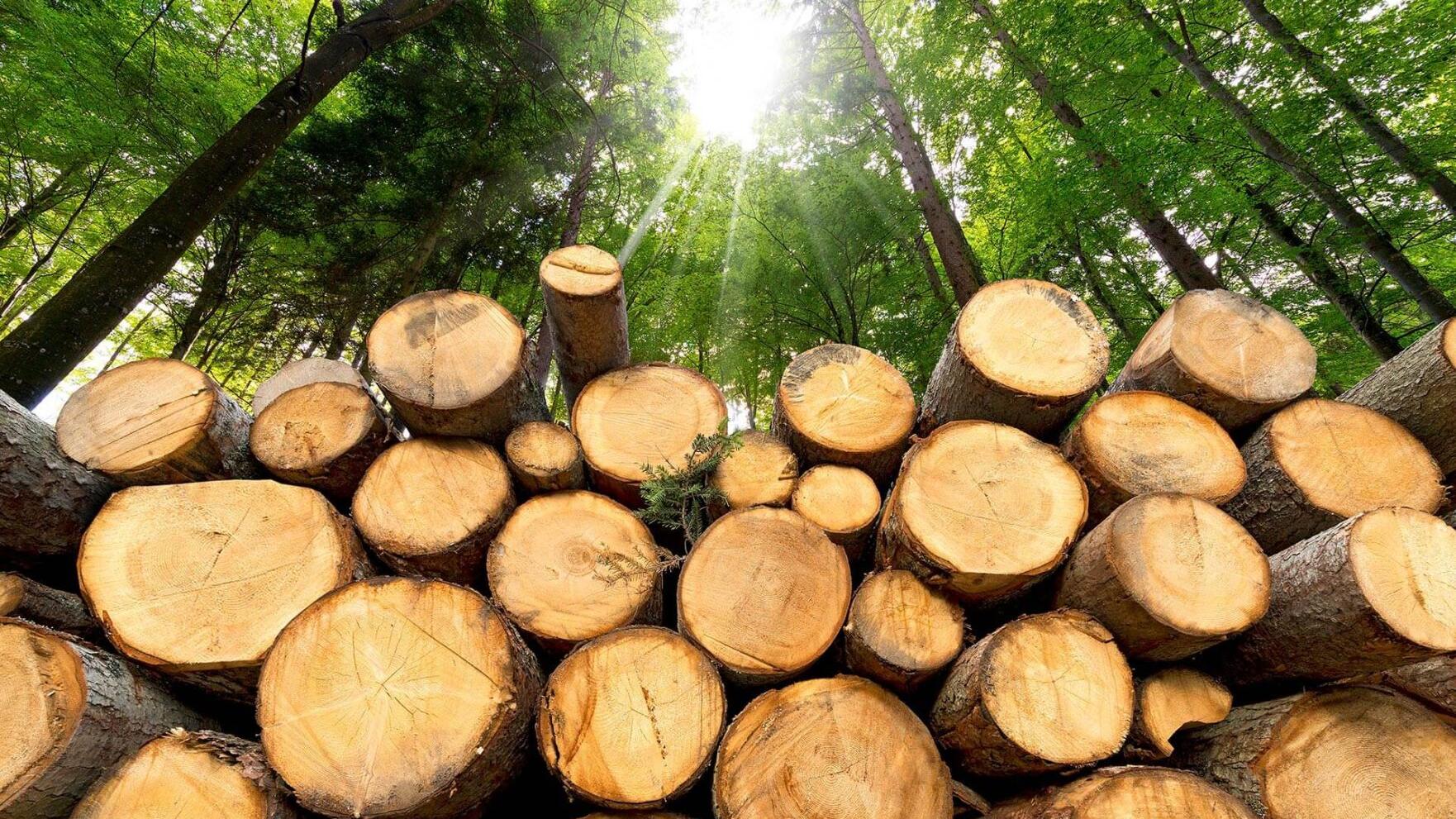 Idaho group picks Lumberton for $120 million sawmill, 135 jobs - Vimarsana News