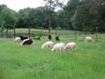 lambs