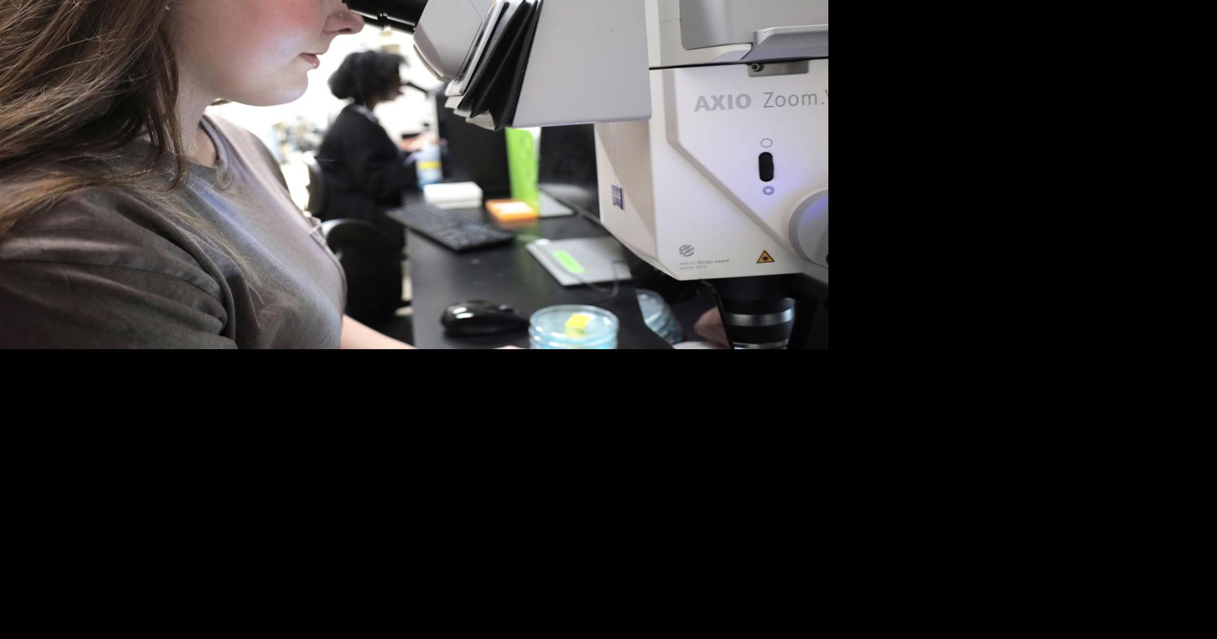 Ole Miss researchers explore how developing hearts recover from early errors