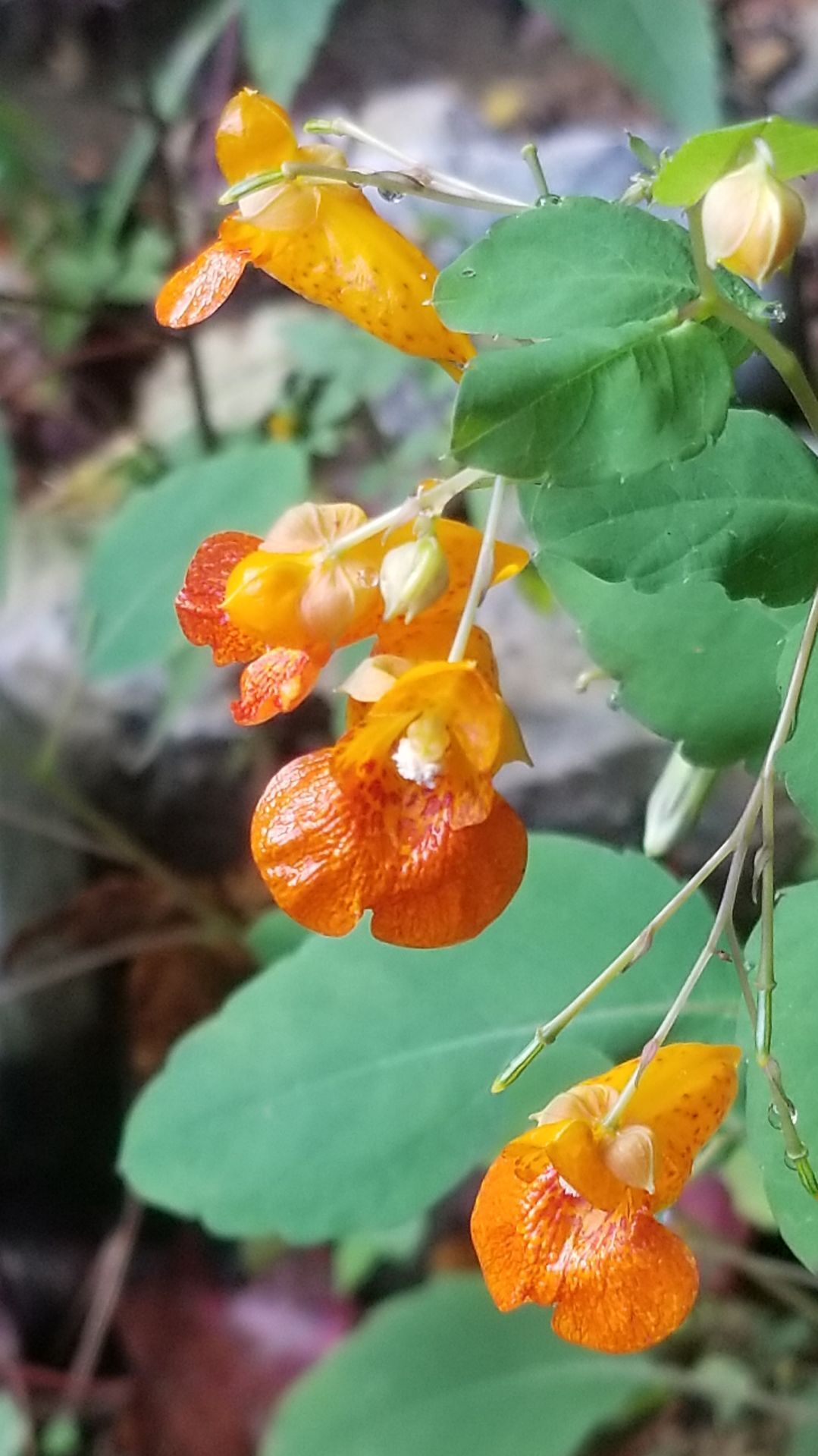 MASTER GARDENERS: Native plants for Mississippi shade | Lifestyle