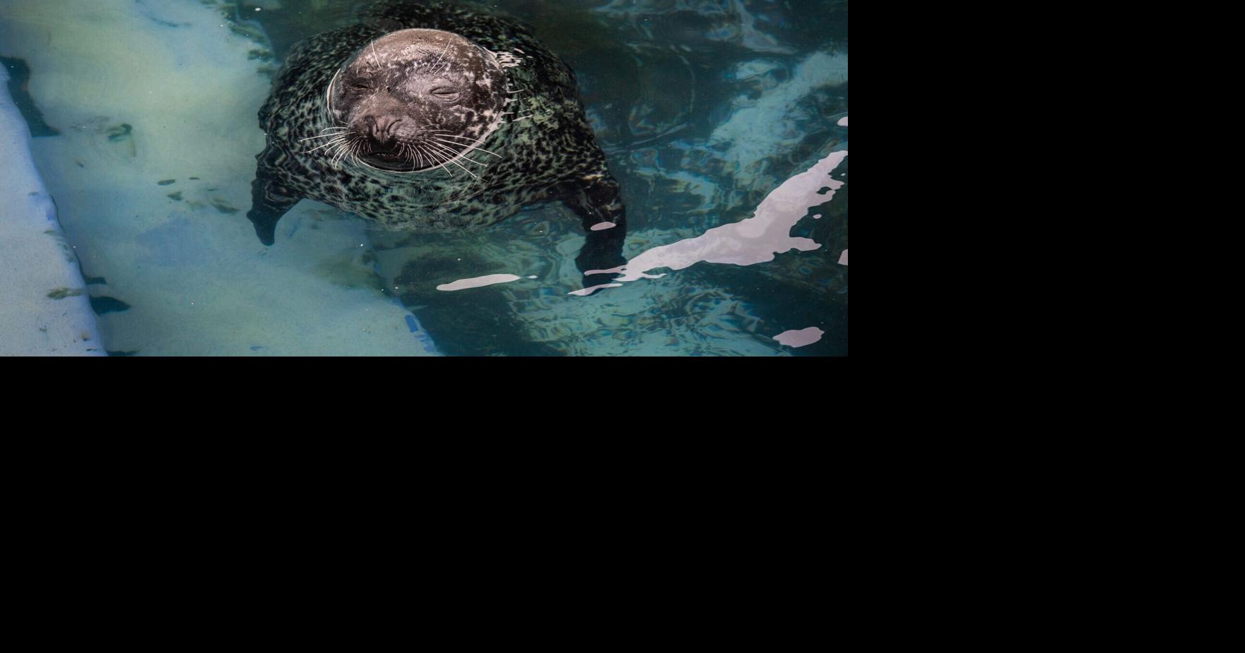 Surgery soon could give blind seal chance to see for first time | News ...