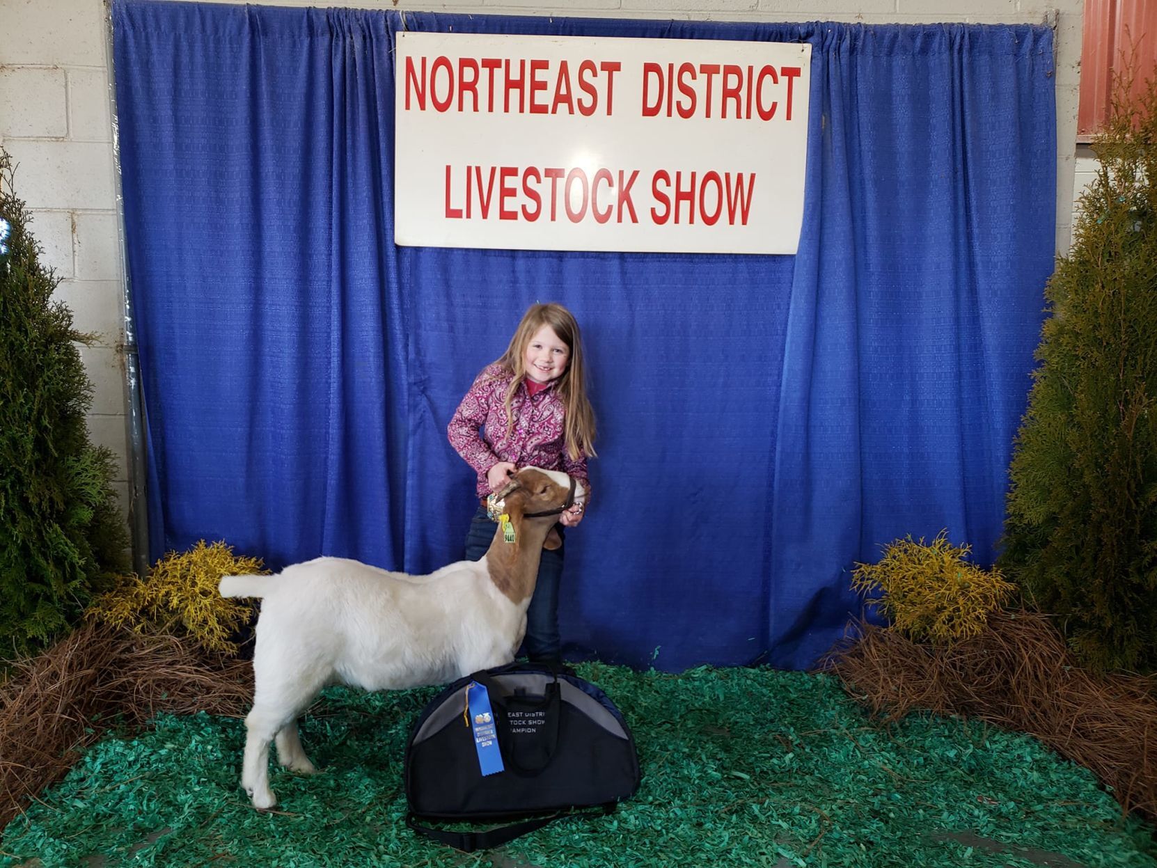 northeast district livestock show oklahoma