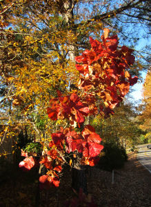 What Does Blackjack Oak Look Like