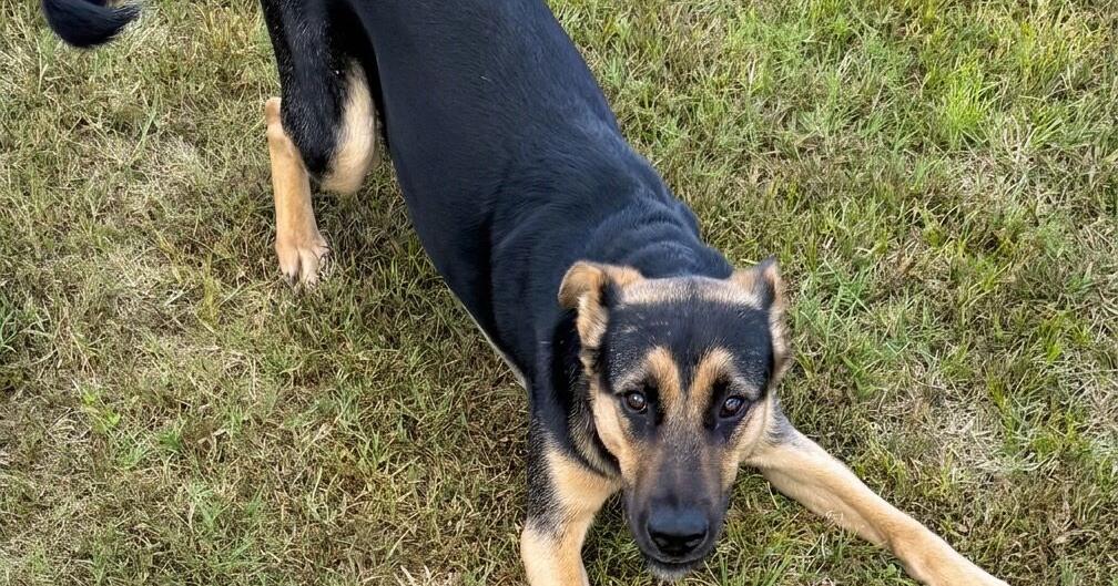 Pet of the Week