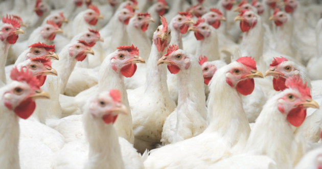 Poultry processor announces 300 jobs in West Point | | djournal.com