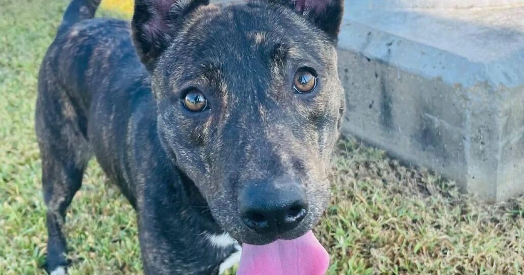 Pet of the week