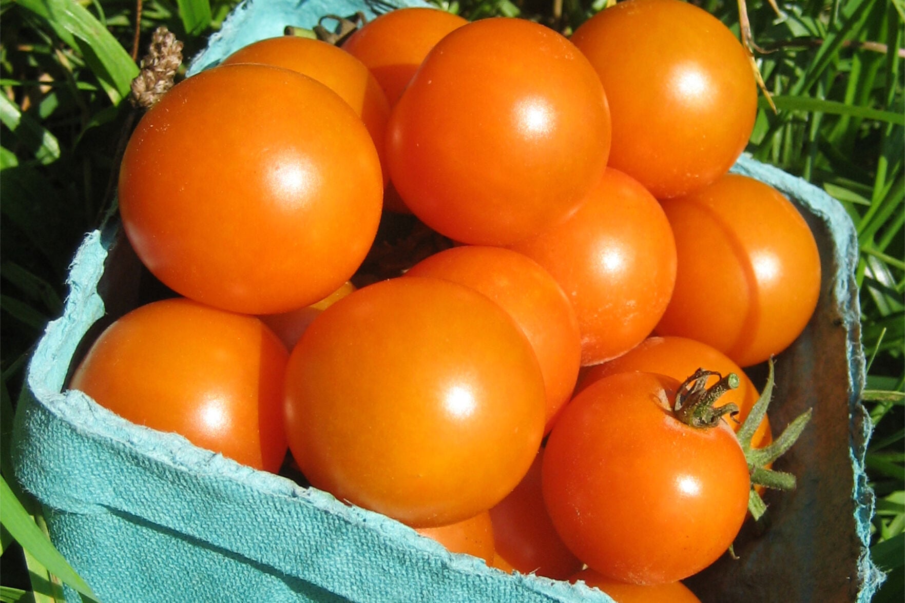 Gardening-Tomato Superstars | | djournal.com
