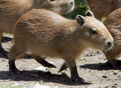capybara for sale australia