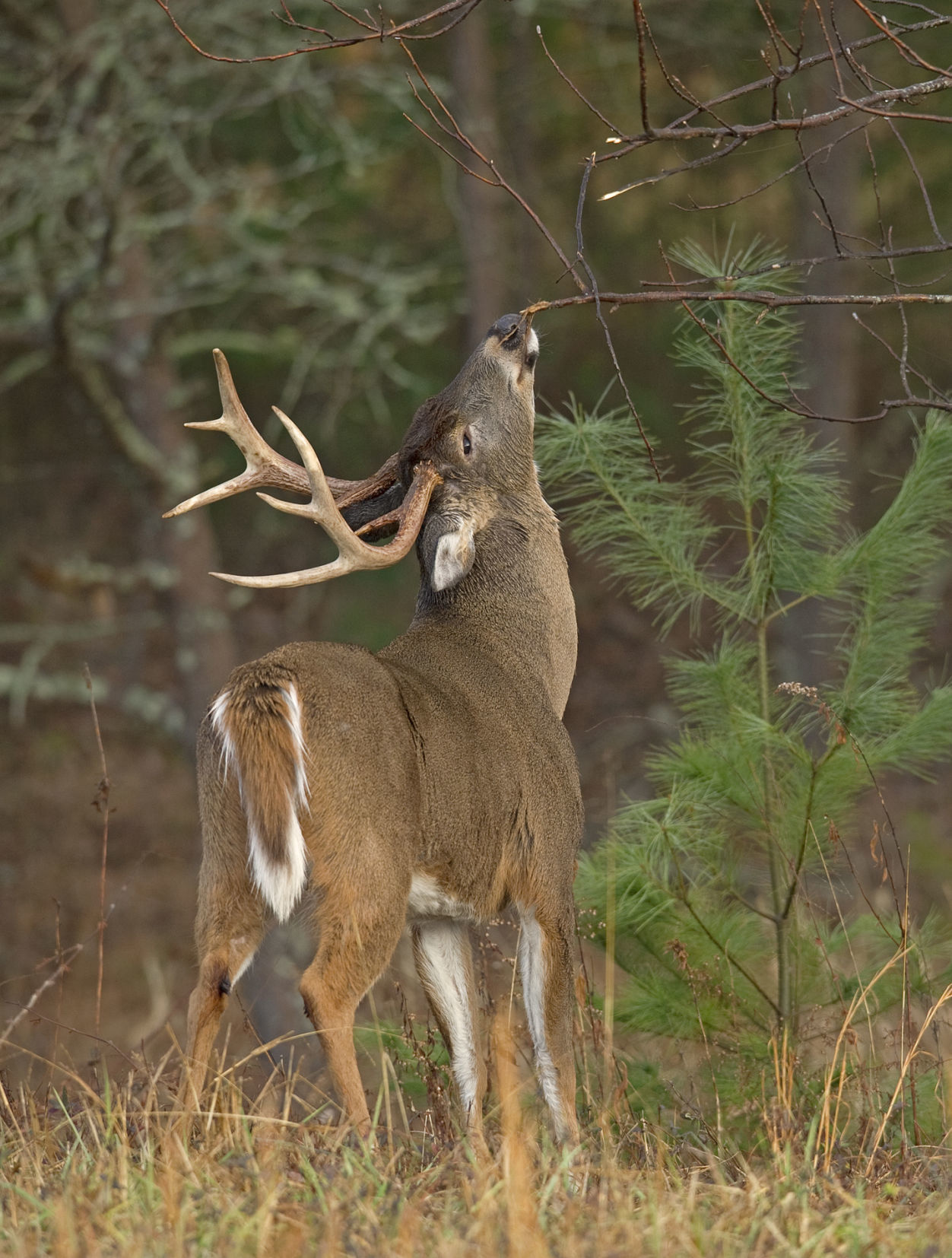 whitetail deer lures
