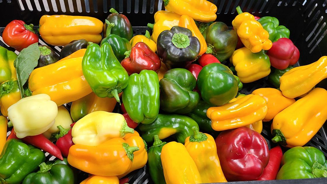 SOUTHERN GARDENING: Culinary peppers are nice backyard additions | Dwelling