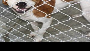 We Care Animal Shelters House Pets Looking For Forever Homes News Djournal Com