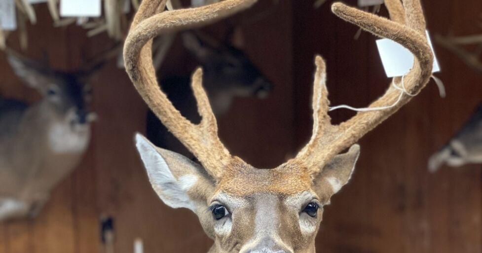 Delicate surgeries preserve protective antler coating