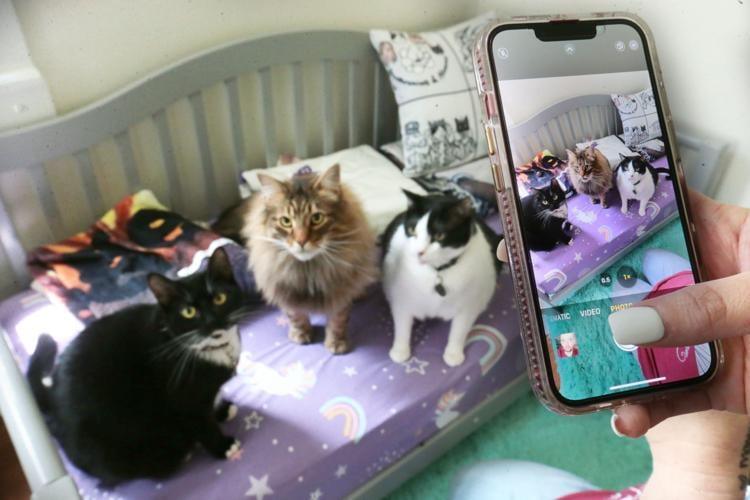 Amory felines’ antics rule the through 3 Southern Cats & Momma