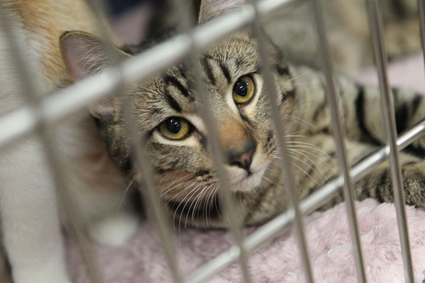 Overcrowding, financial crunch imperils animal shelter future | Local News  