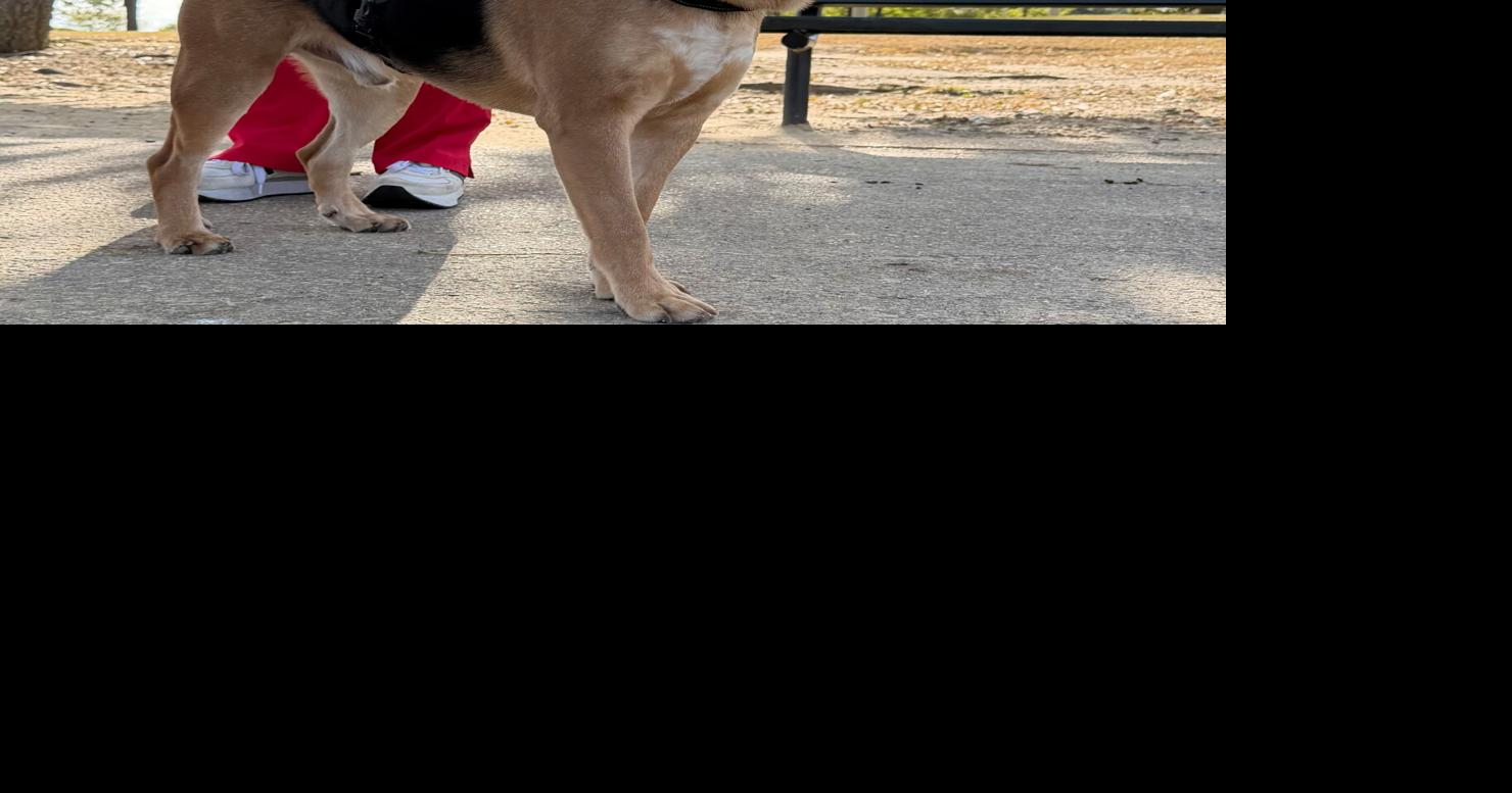 Pet of the week