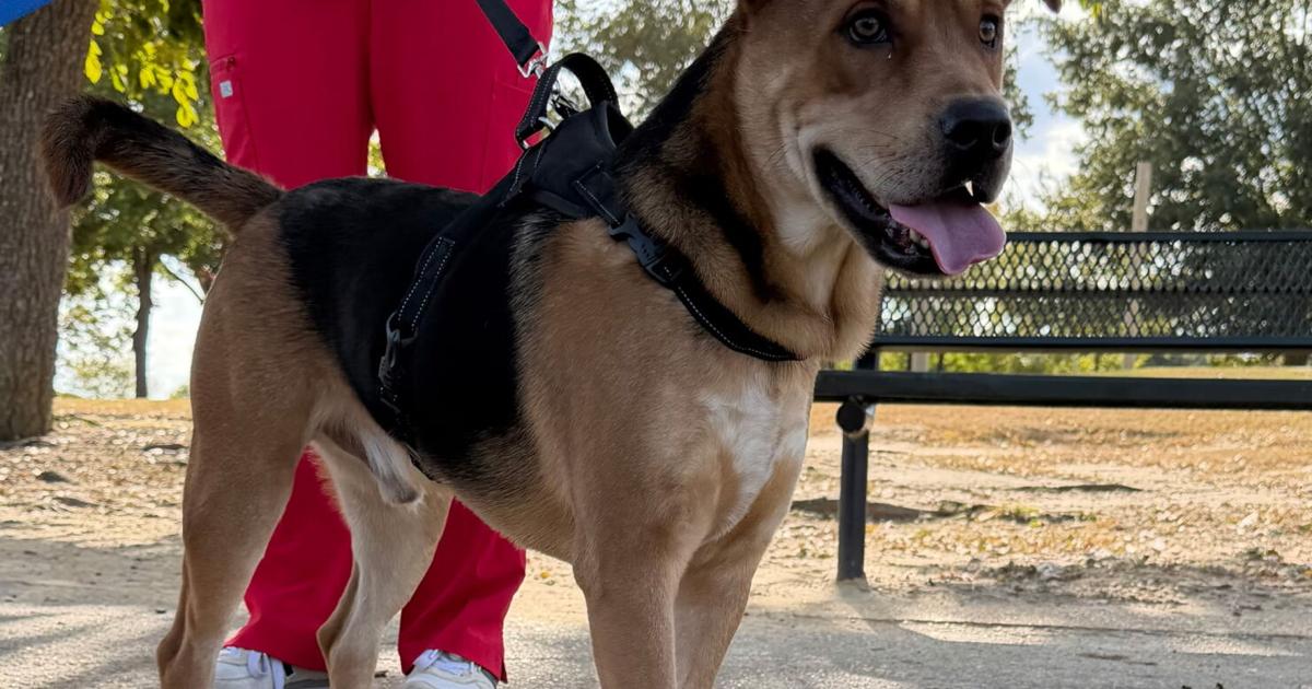 Pet Week Pet of the week | Culture | djournal.com