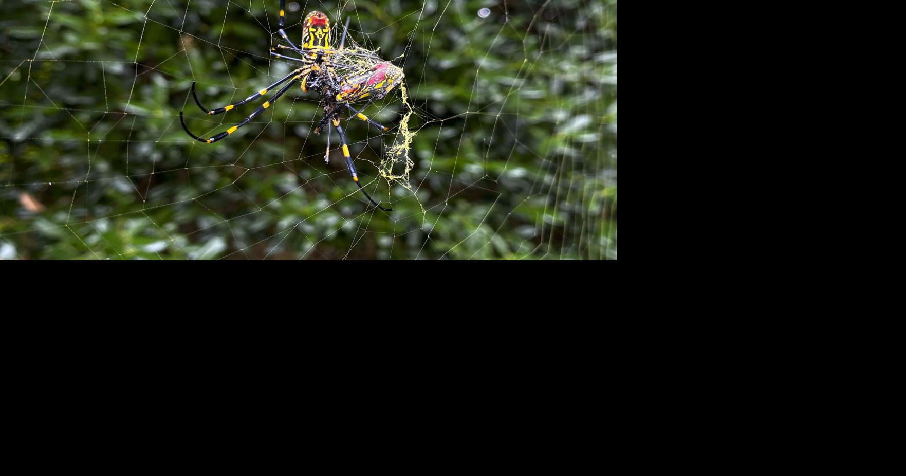 They're big. They're colorful. But Joro spiders aren't nightmare fodder ...