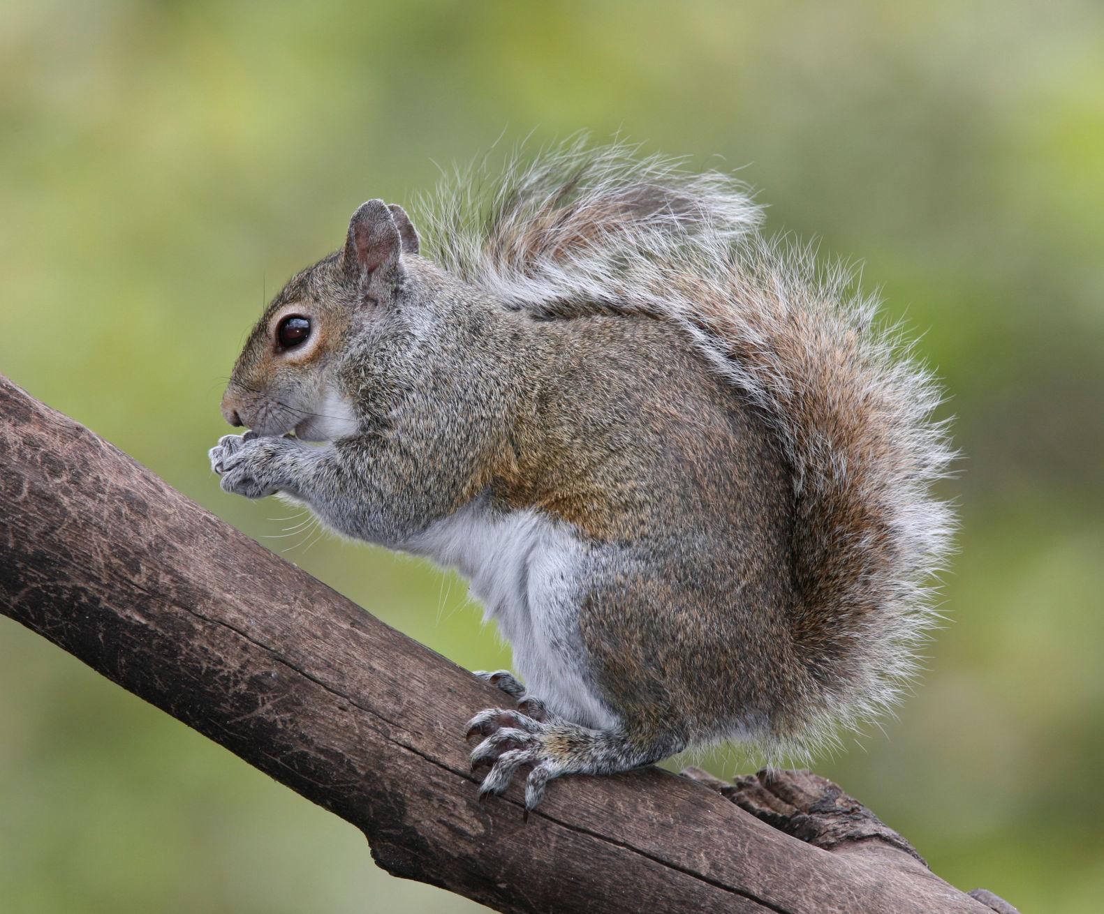 Spring squirrel season open May 15 through June 1 | Outdoors | djournal.com