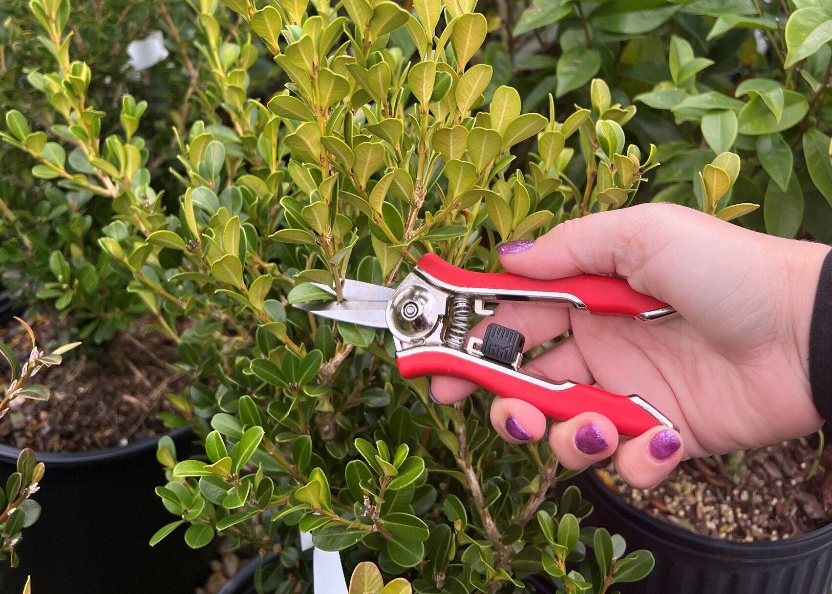 SOUTHERN GARDENING: Prune garden plants at ideal time for each