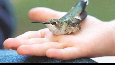 Hummingbird Festival 2022
