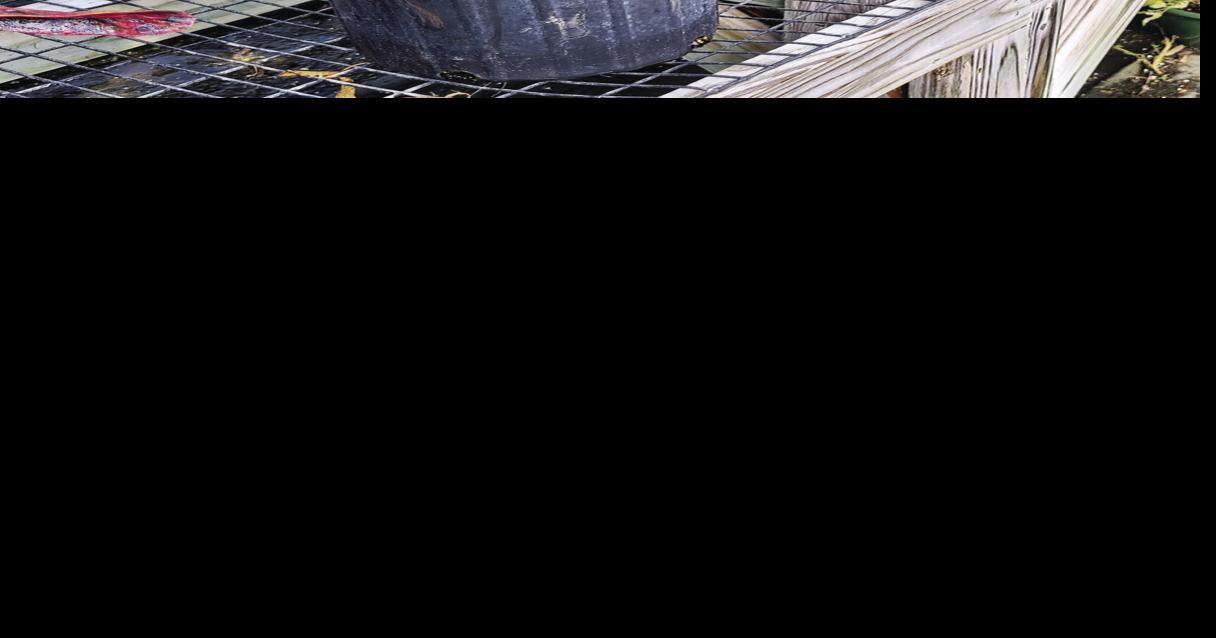 Southern Gardening Plant crotons for fall foliage color Living