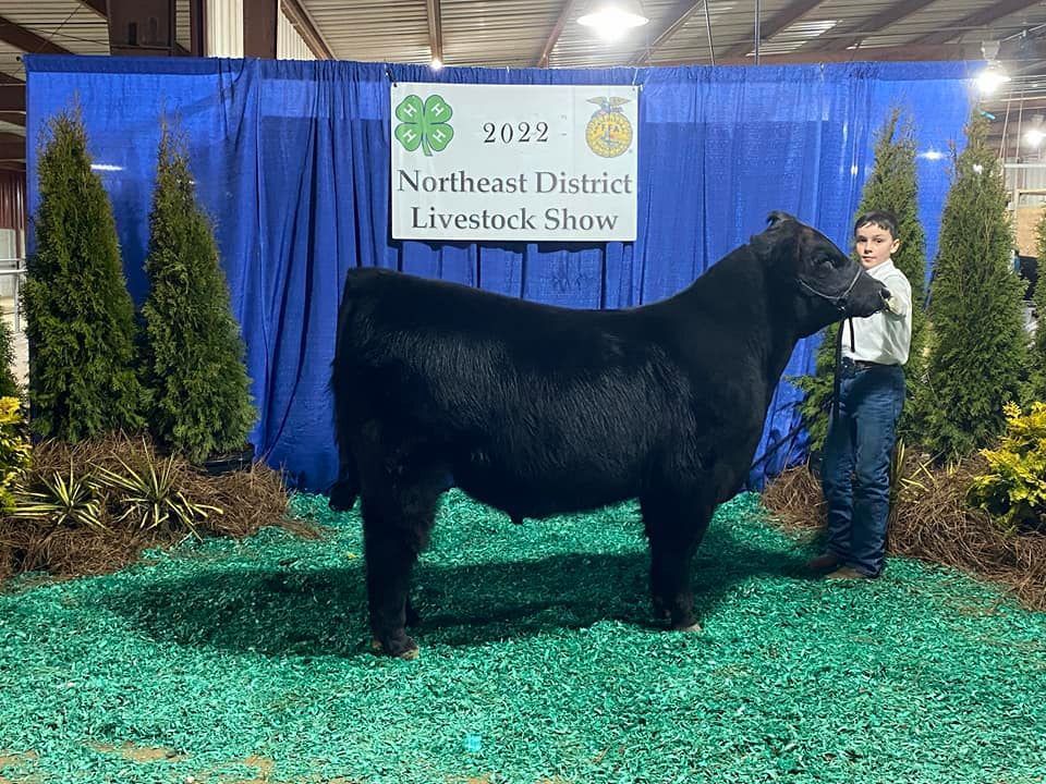 northeast district livestock show oklahoma