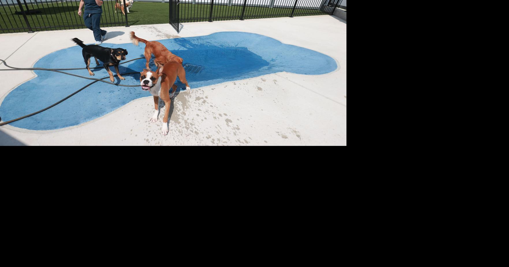 Hotail Unleashed: Dogs can delight in upscale daycare and boarding facility