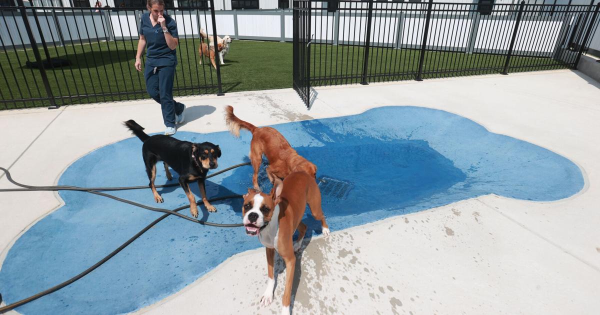 Hotail Unleashed: Dogs can delight in upscale daycare and boarding facility