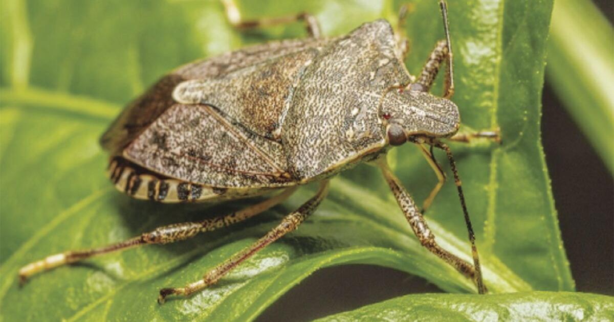 Ask the Master Gardener: It’s That Time Again: the Brown Marmorated ...