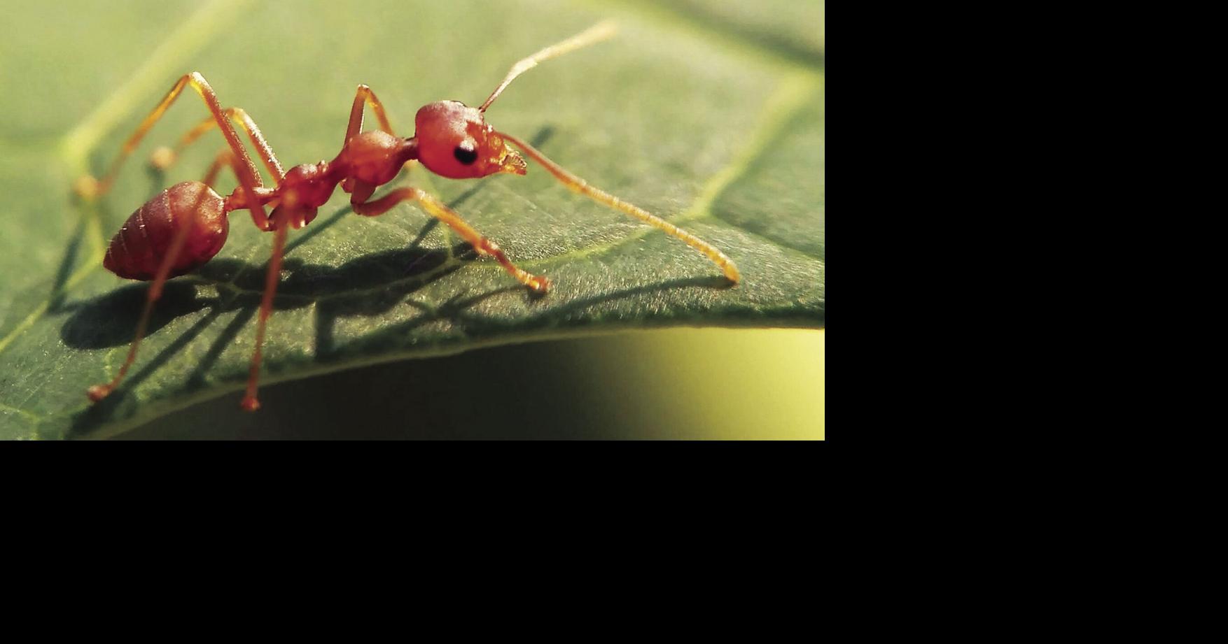Time to do battle with fire ants | Pontotoc Progress ...