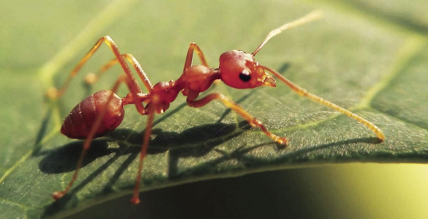 Extinguish plus fire ant bait label