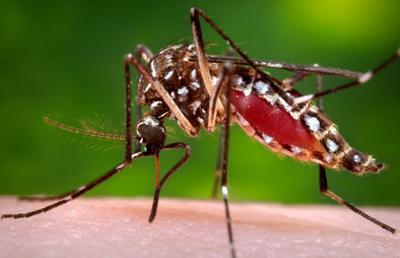 City Seeks Helps Of Residents To Curb Mosquito Population Oxford