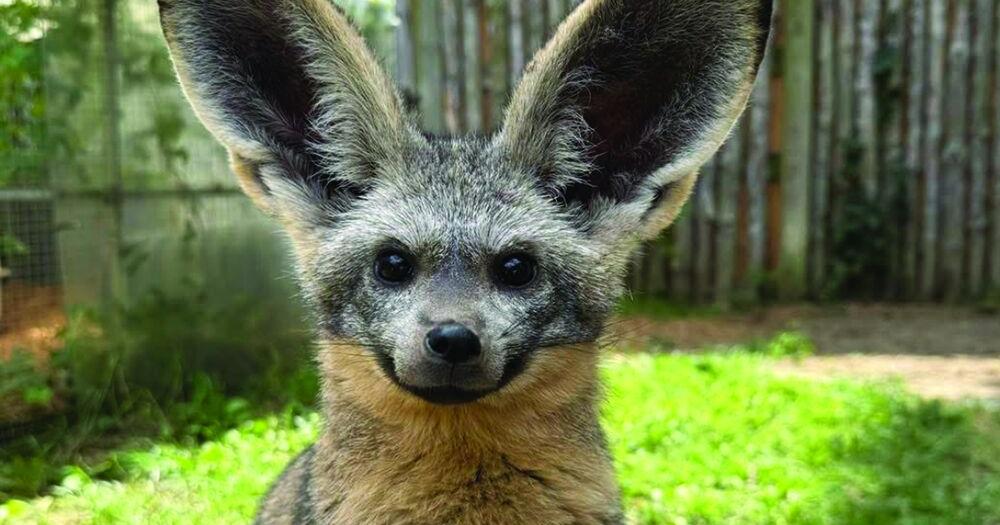 Ears today, ears tomorrow!