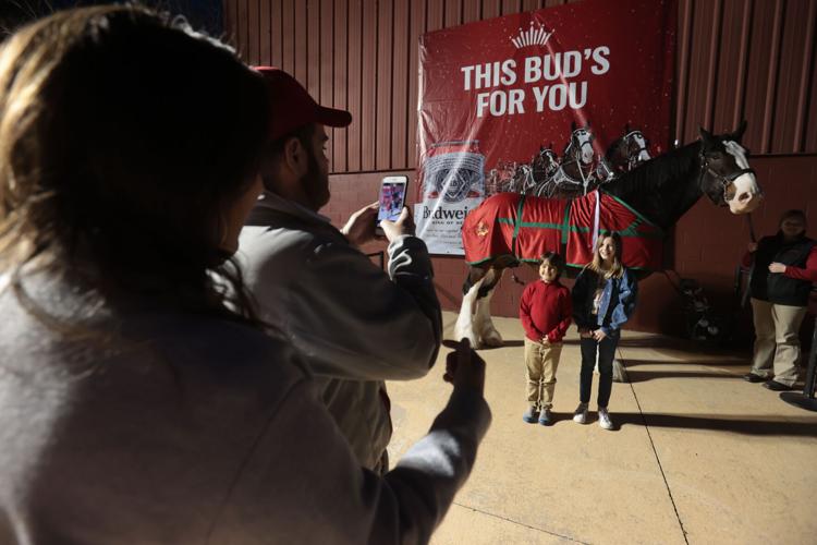 Guests get a peek at a Clydesdale before Friday's Tupelo Christmas