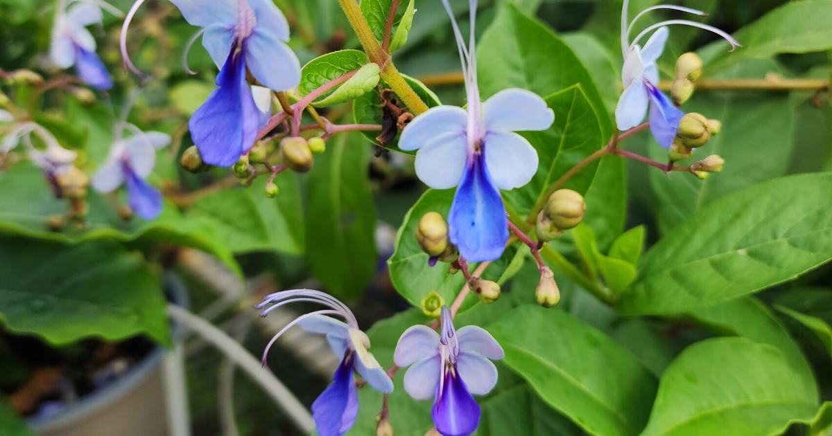 SOUTHERN GARDENING: Blue butterfly plant is a long-time favourite | SOUTHERN GARDENING: Blue butterfly plant is a long-time favorite |
