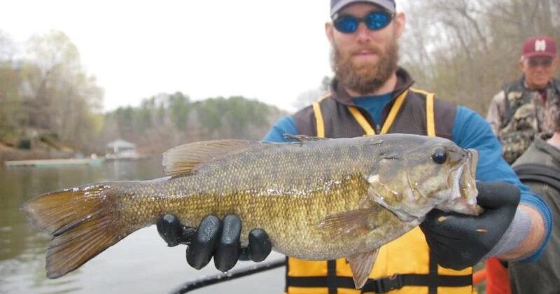 Brown bass offer challenge within challenge for Tennessee River anglers