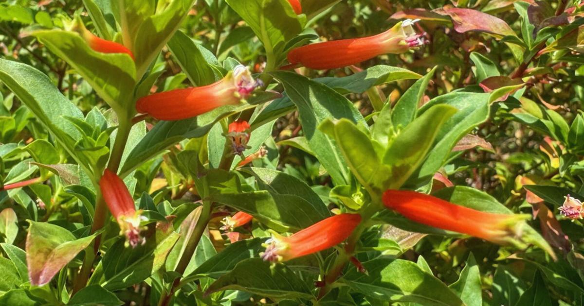 SOUTHERN GARDENING: Vermillionaire adds flash, color to landscape areas | Living SOUTHERN GARDENING: Vermillionaire adds flash, color to landscape areas | Living