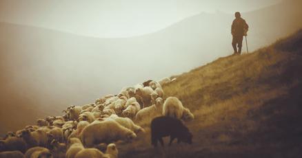 The metaphor of the shepherd holds deep implications for Christ, pastors |  Lifestyle 