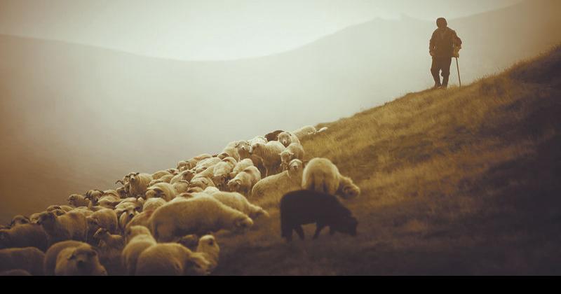 are pastors considered shepherds
