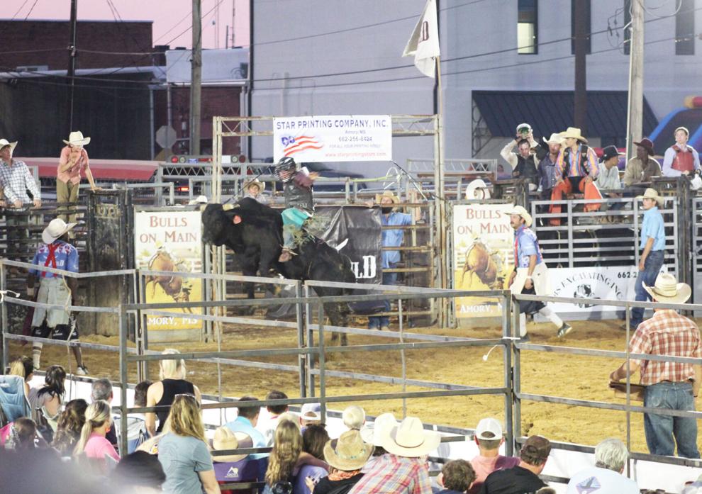 Bulls on Main rearing to go for its second year