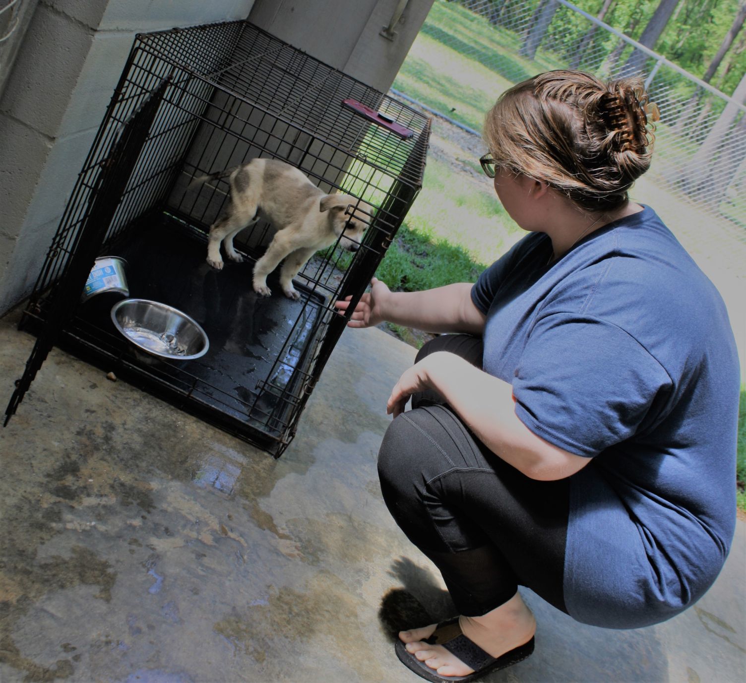 Amory Humane Society Struggles With Funding And Identity Issues | News ...